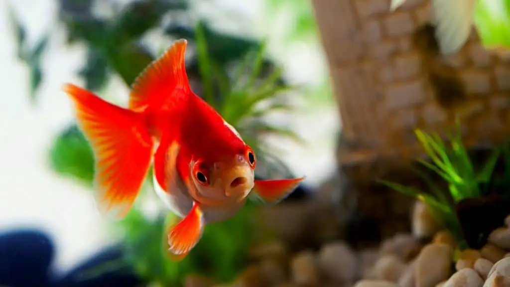 Bored goldfish in aquarium