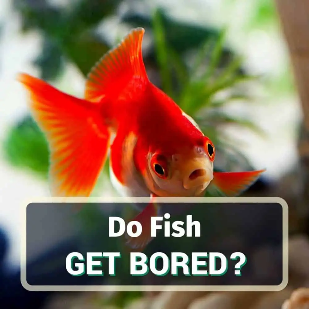 Do fish get bored - featured image