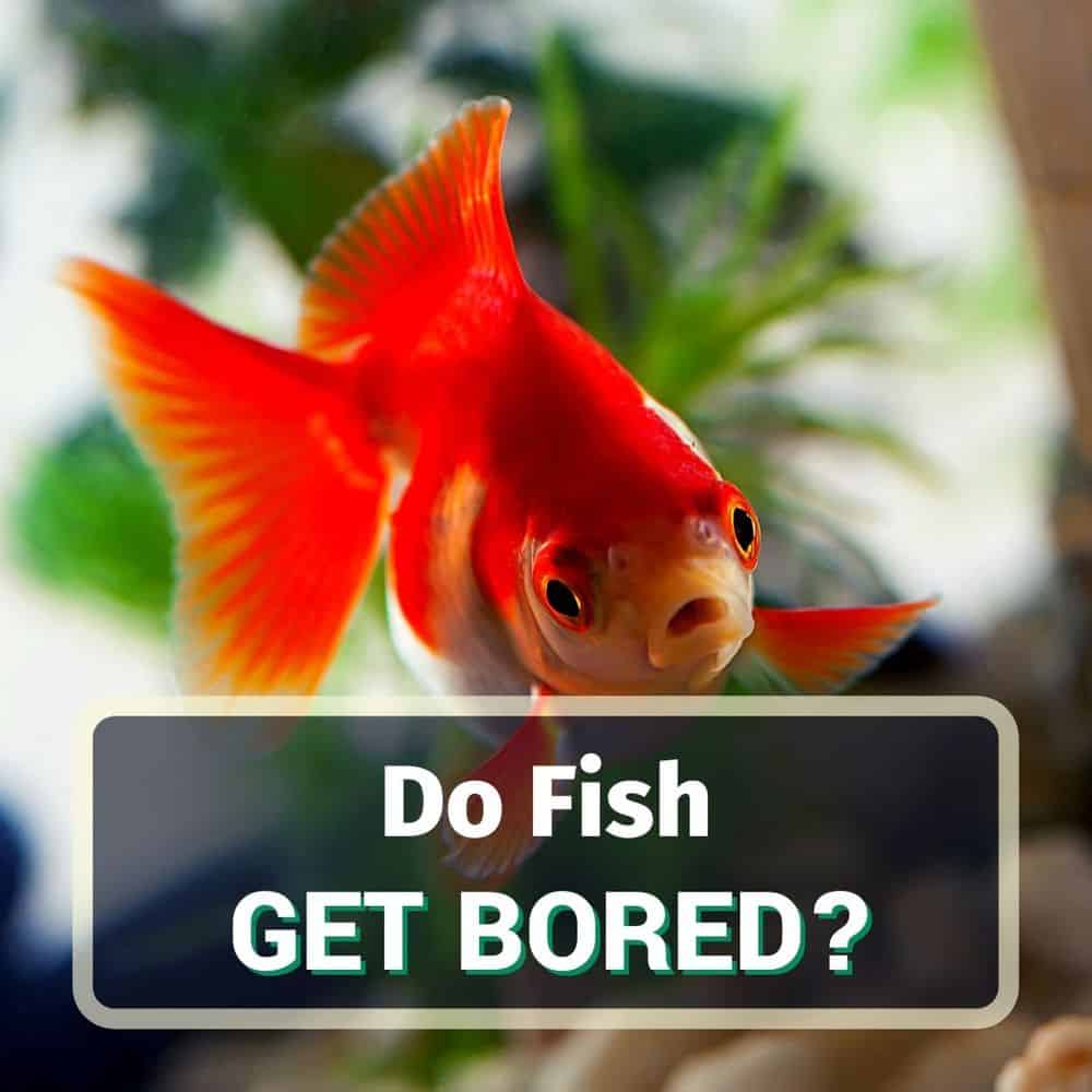 Do Fish Get Bored? Everything you Need To Know! KoalaPets