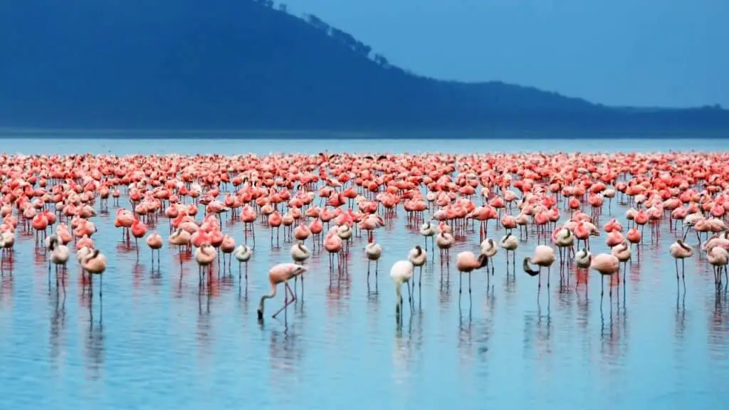 Flamingo Group In The Wild