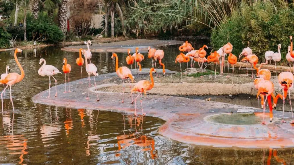 Flamingo Habitat In Animal Park