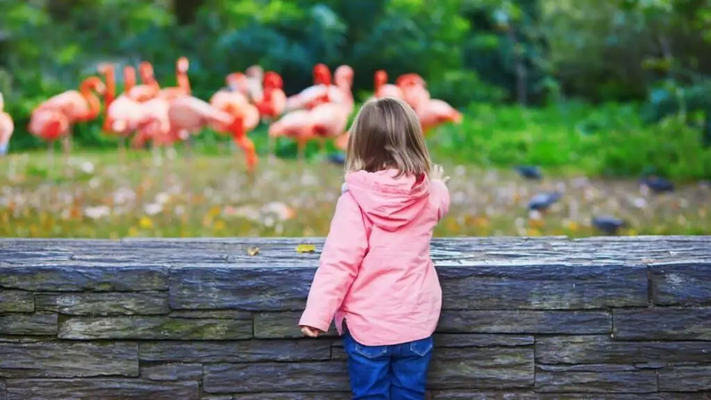 Girl with group of flamingos