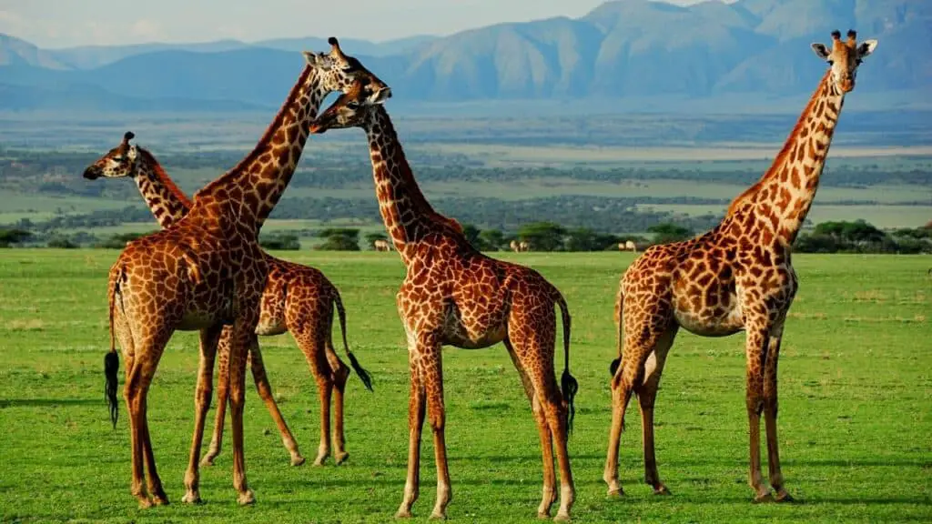 Tower of giraffes