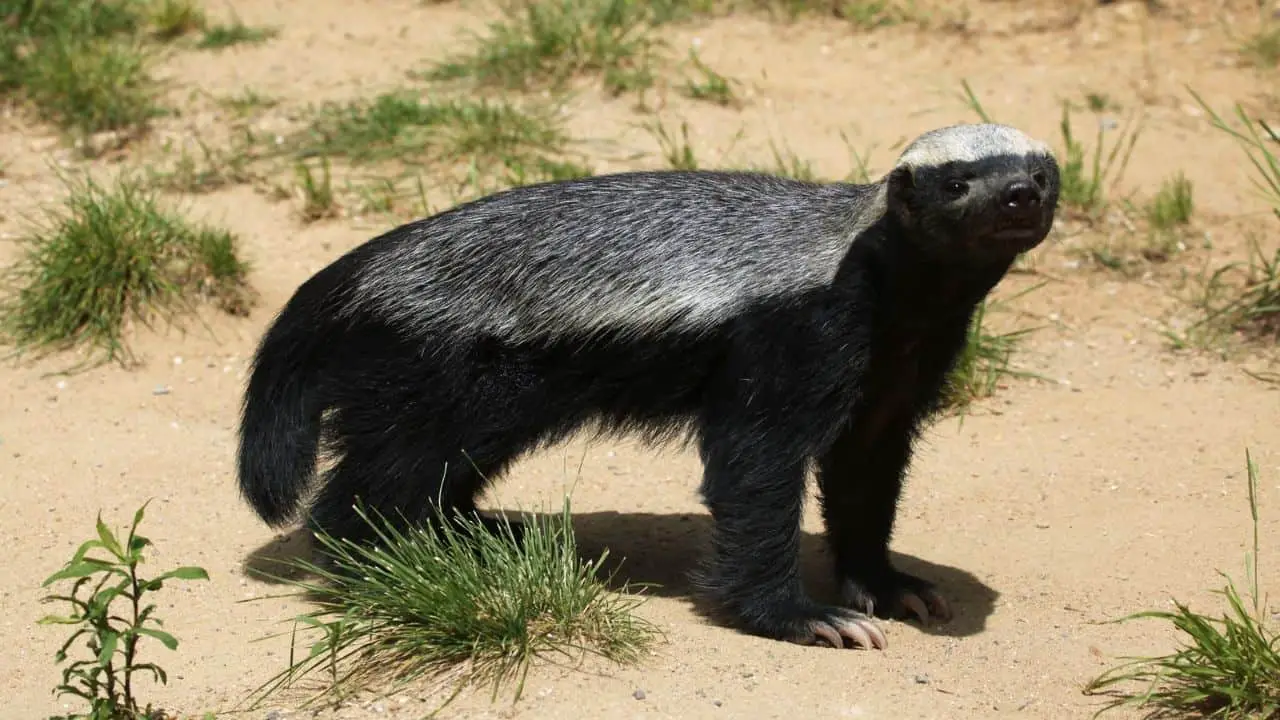 honey badger teddy