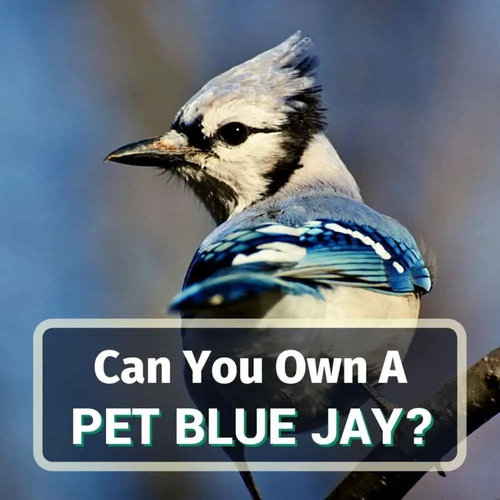 Pet blue jay - featured image