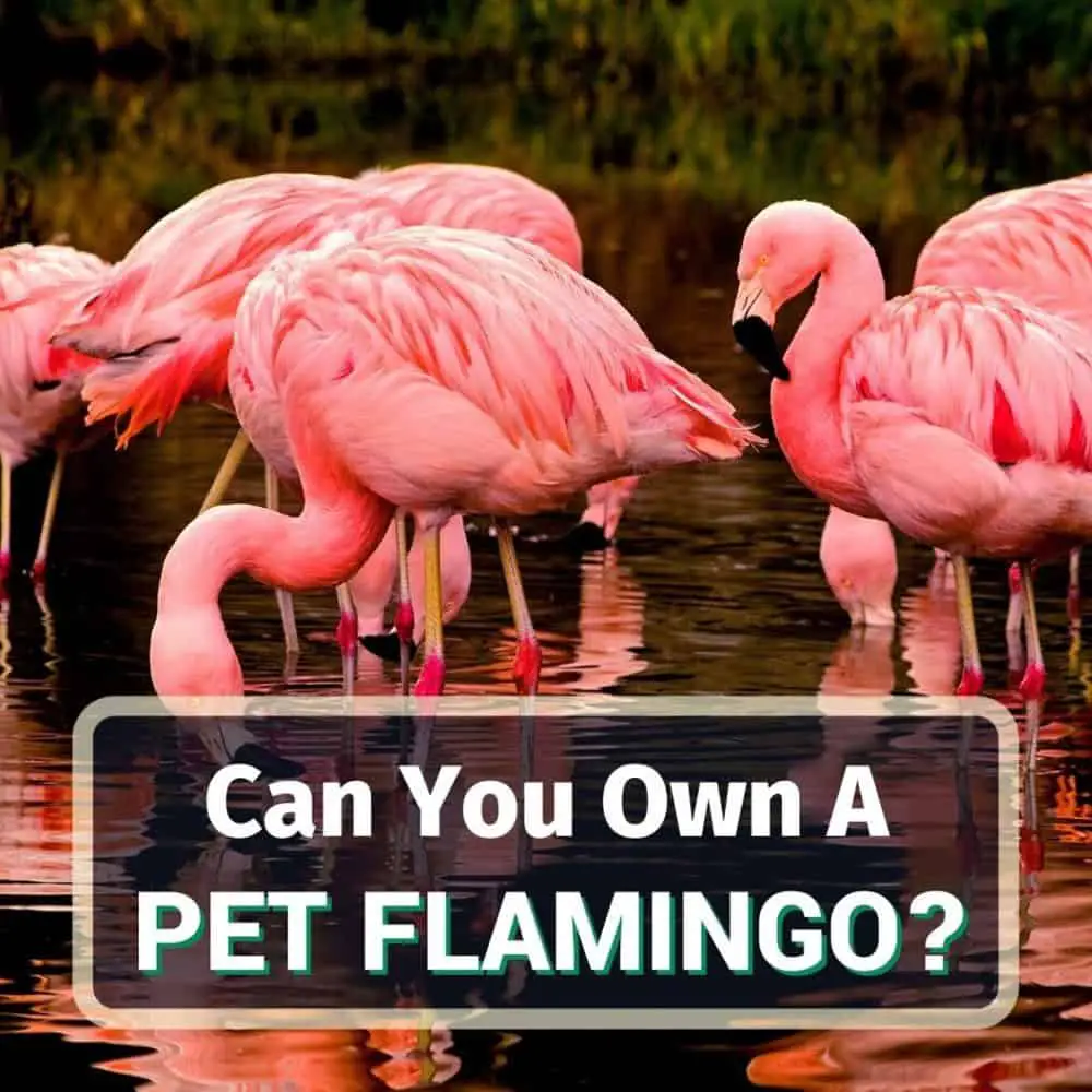 Pet Flamingo - Featured Image