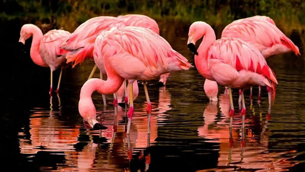Pet Flamingos
