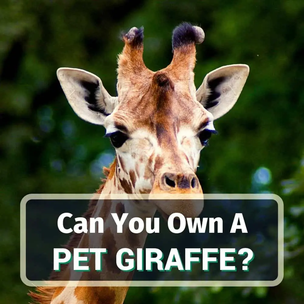 Can You Own A Pet Giraffe? Do Sales Even Exist?