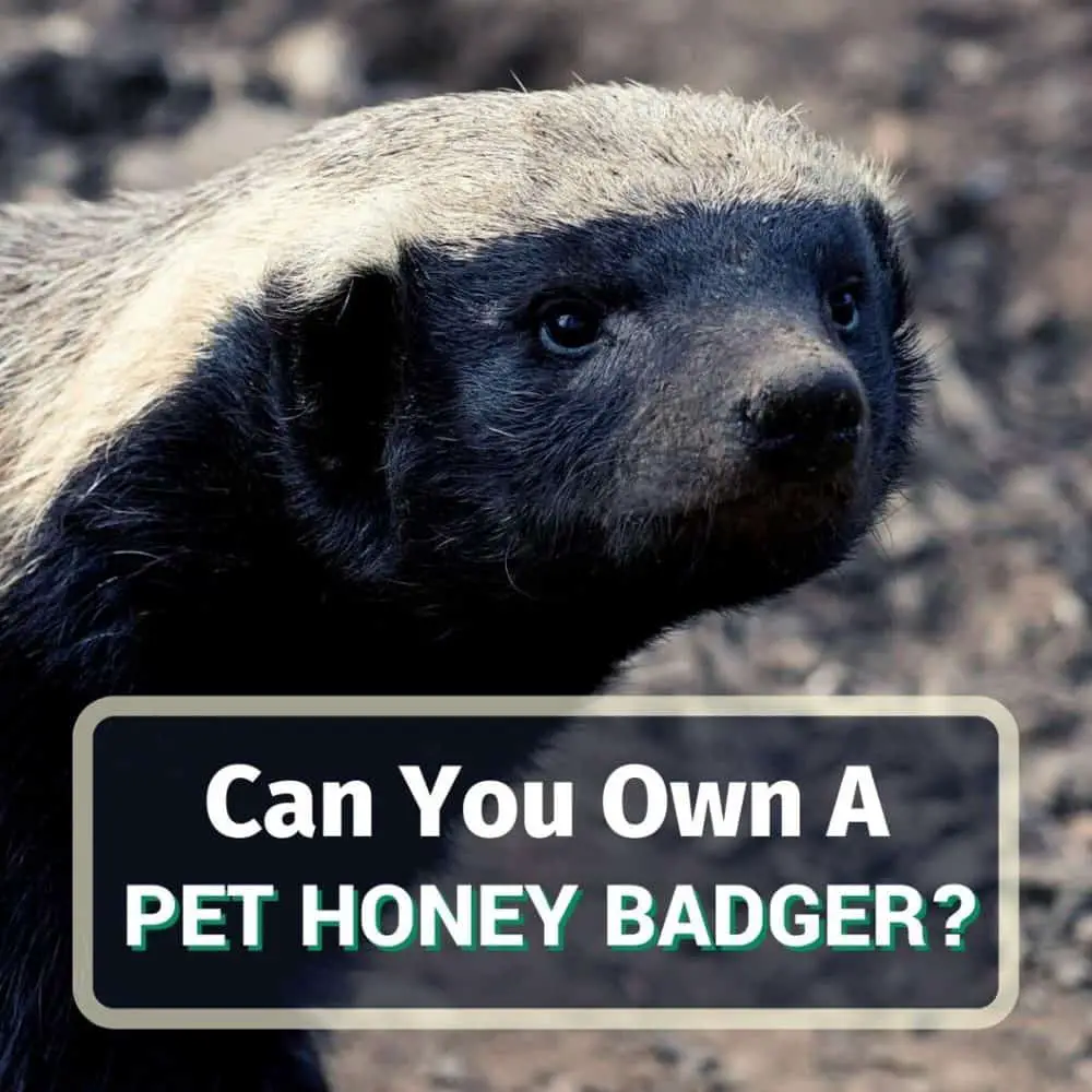 Pet honey badger - featured image