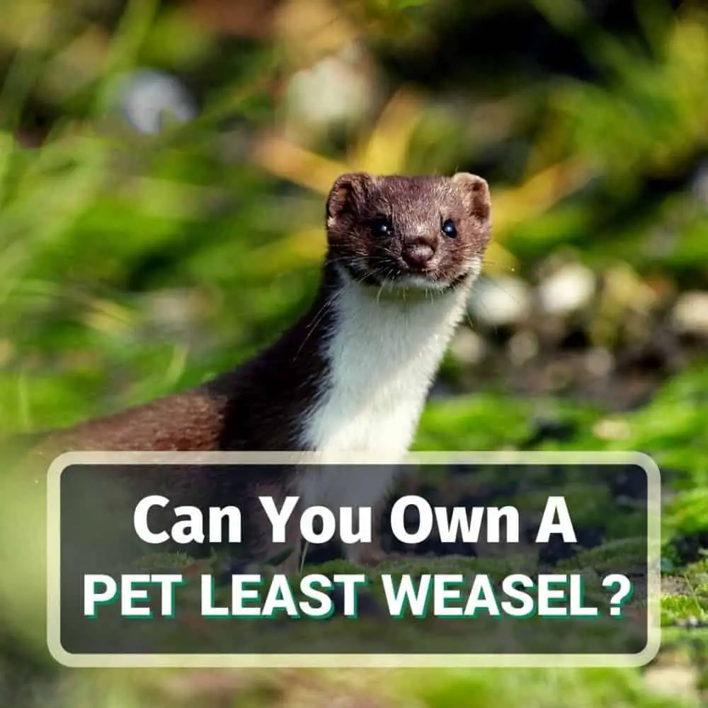pet least weasel - featured image