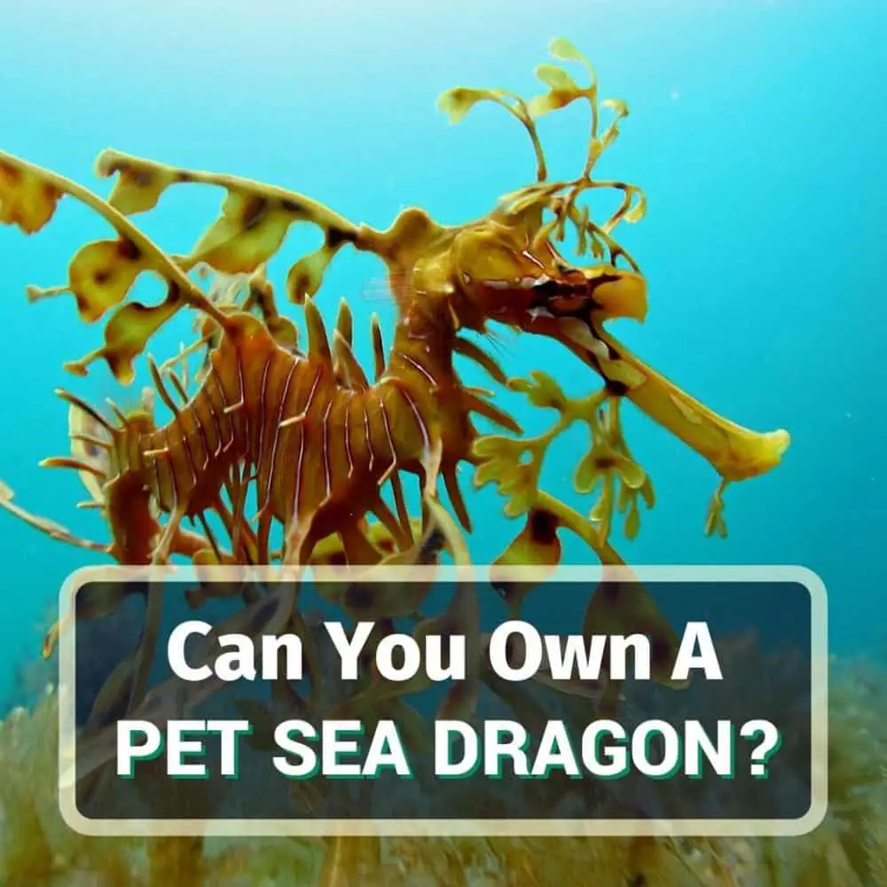Pet sea dragon - featured image