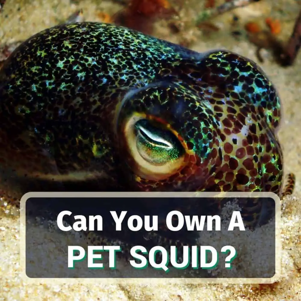 Pet squid - featured image