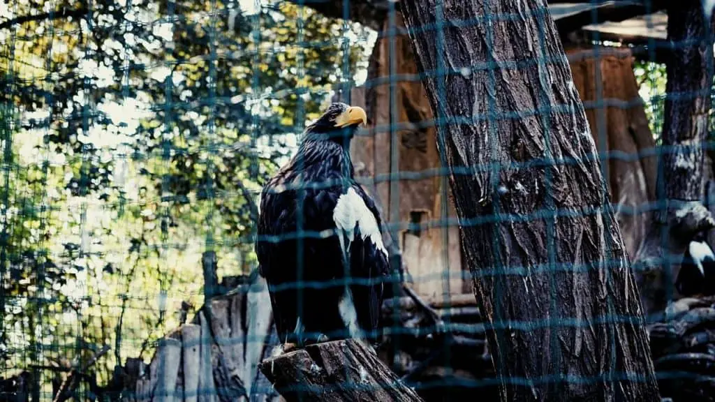 Eagle in enclosure