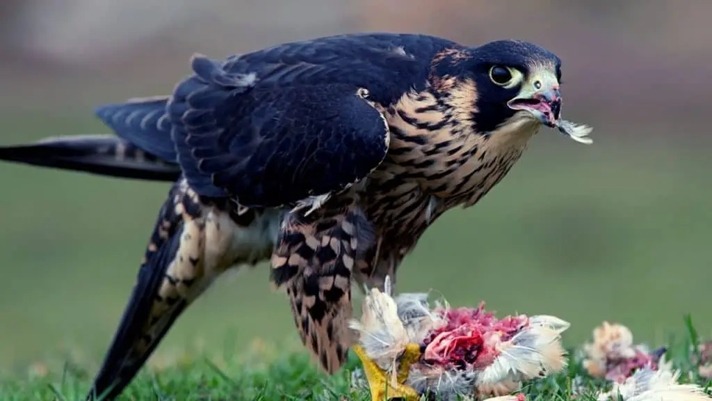 Falcon eating