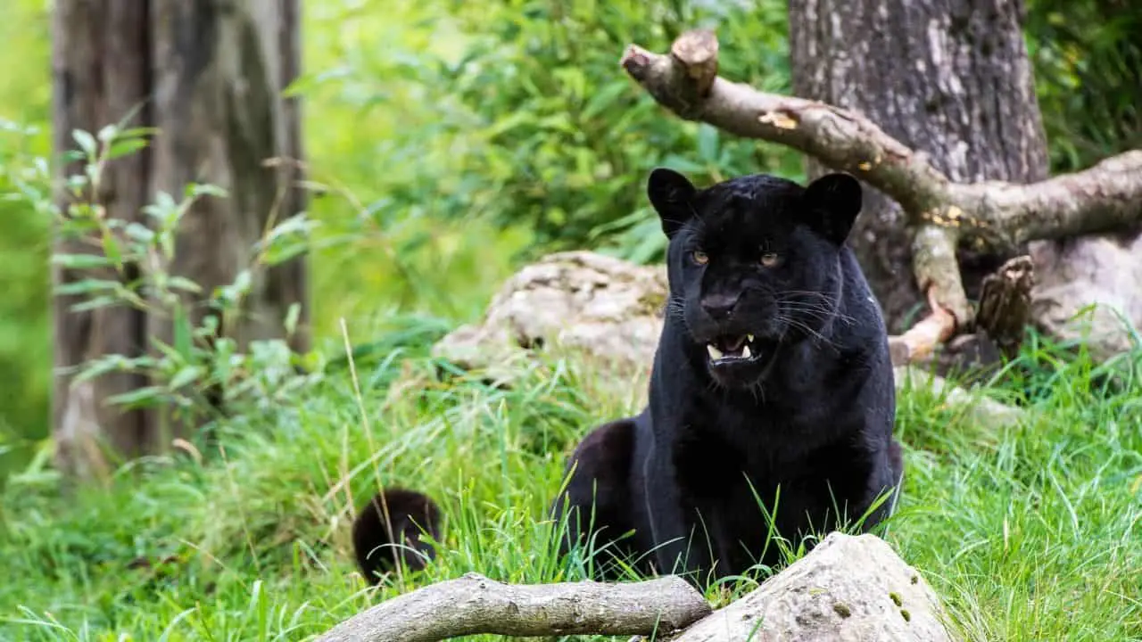 9 Reasons Why Panthers Make Bad Pets & How Much Are They?