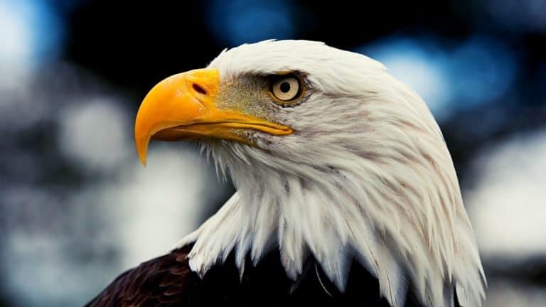 Can You Own A Pet Eagle? 7 Reasons Why They Don't Make Good Pets