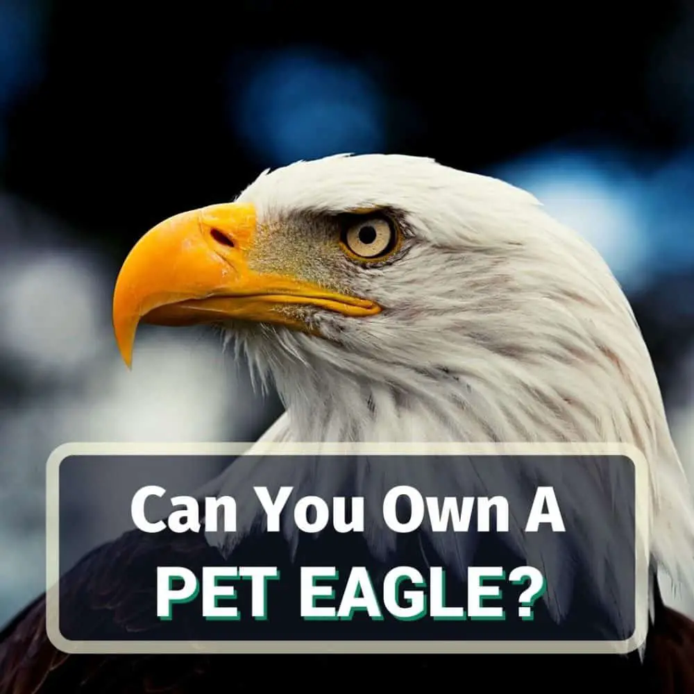 Can You Own A Pet Eagle?