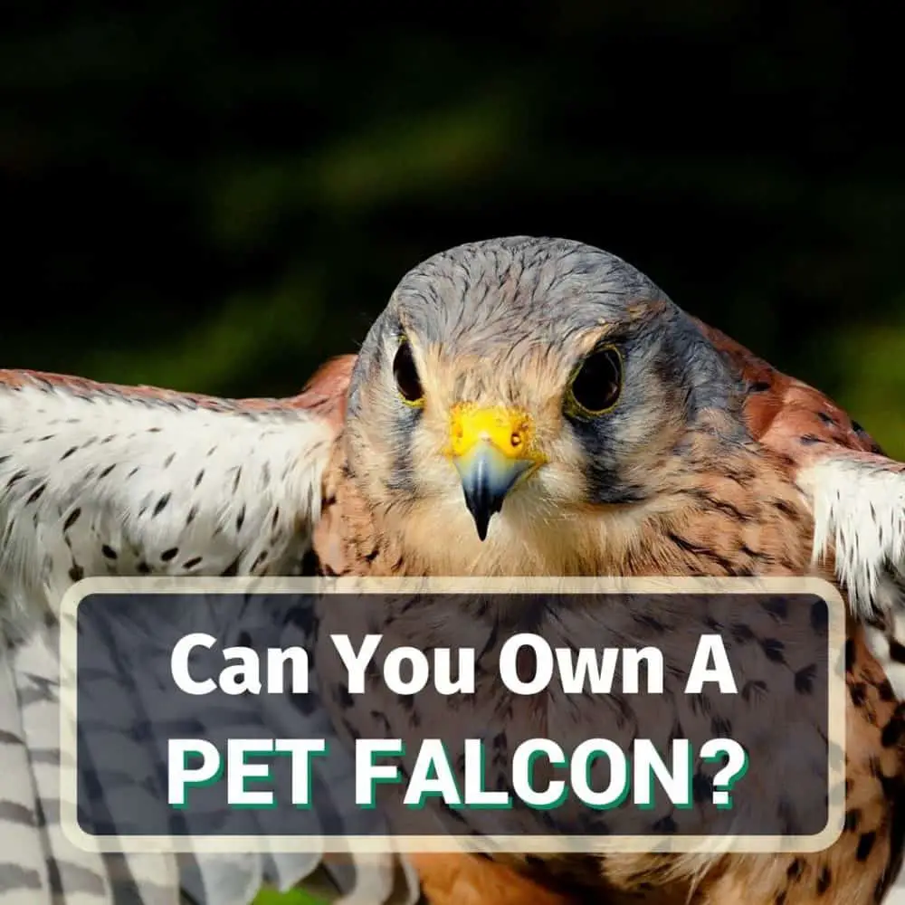 Pet falcon - featured image