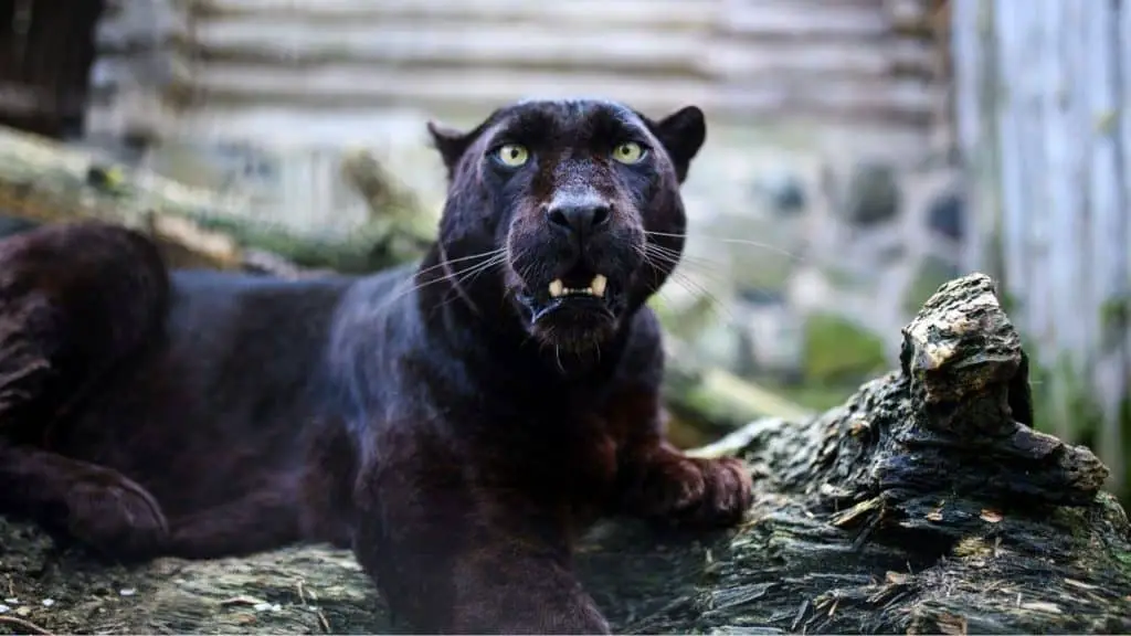 Pet Black Panther - Featured Image