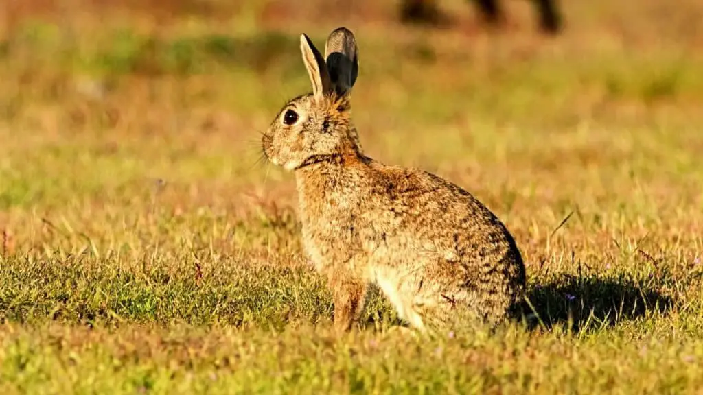 San Juan rabbit on field