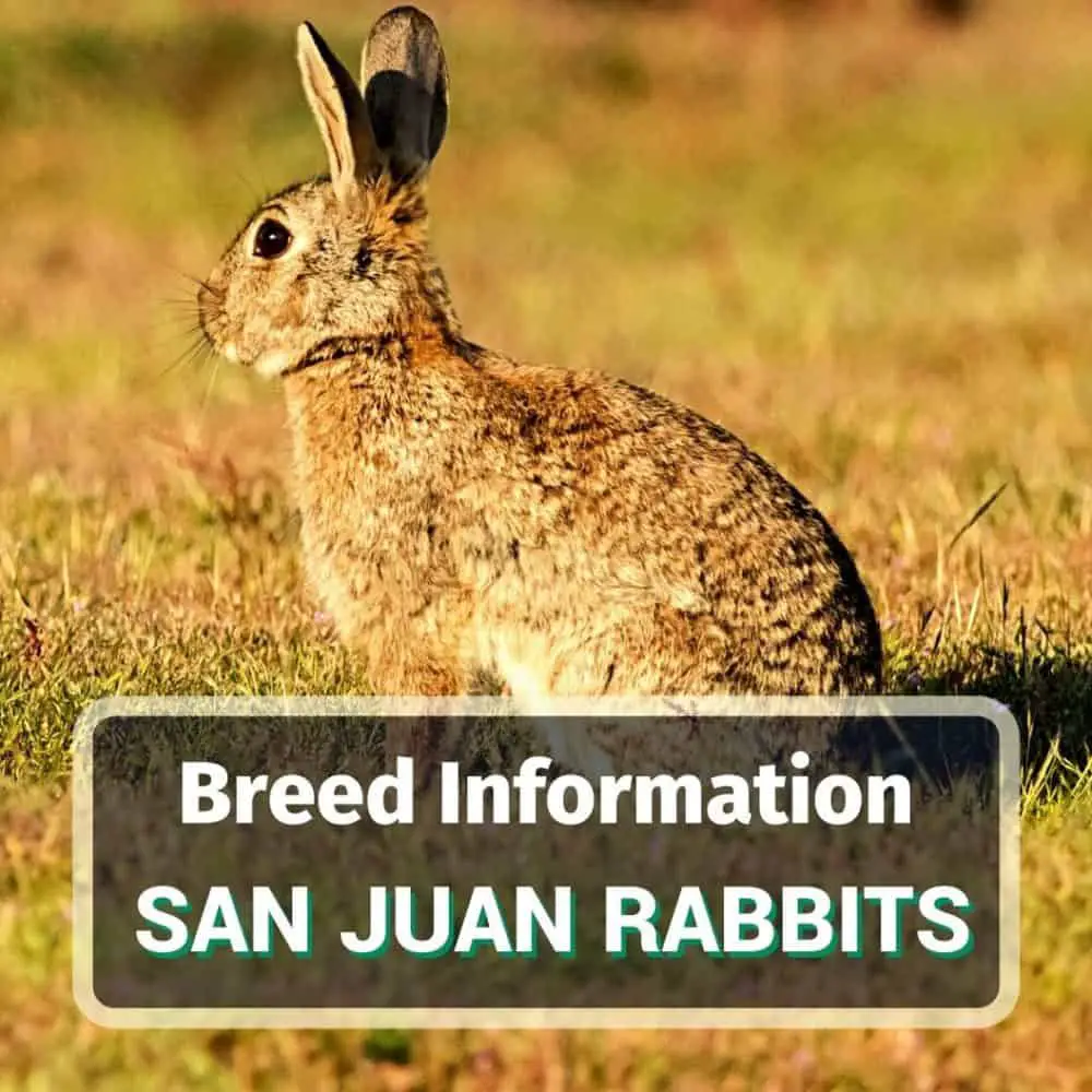 San Juan Rabbits - Featured Image