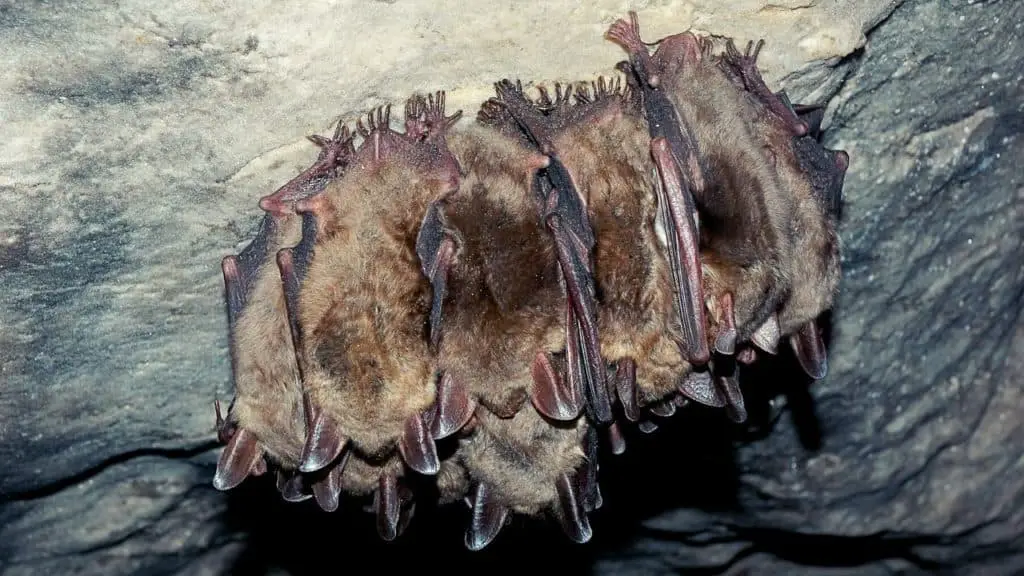 Group of sleeping bats in cave