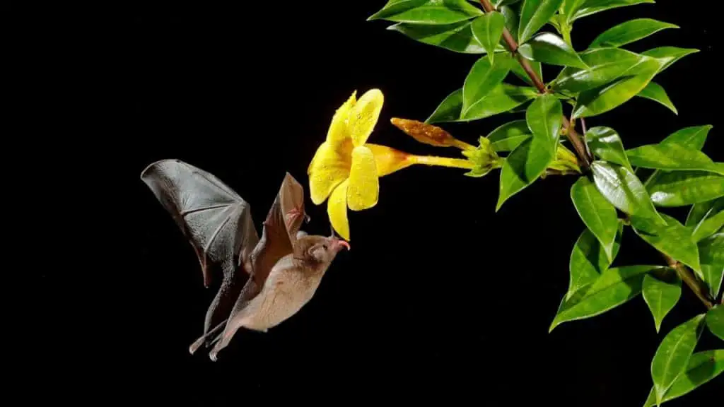 Fruit bat eating