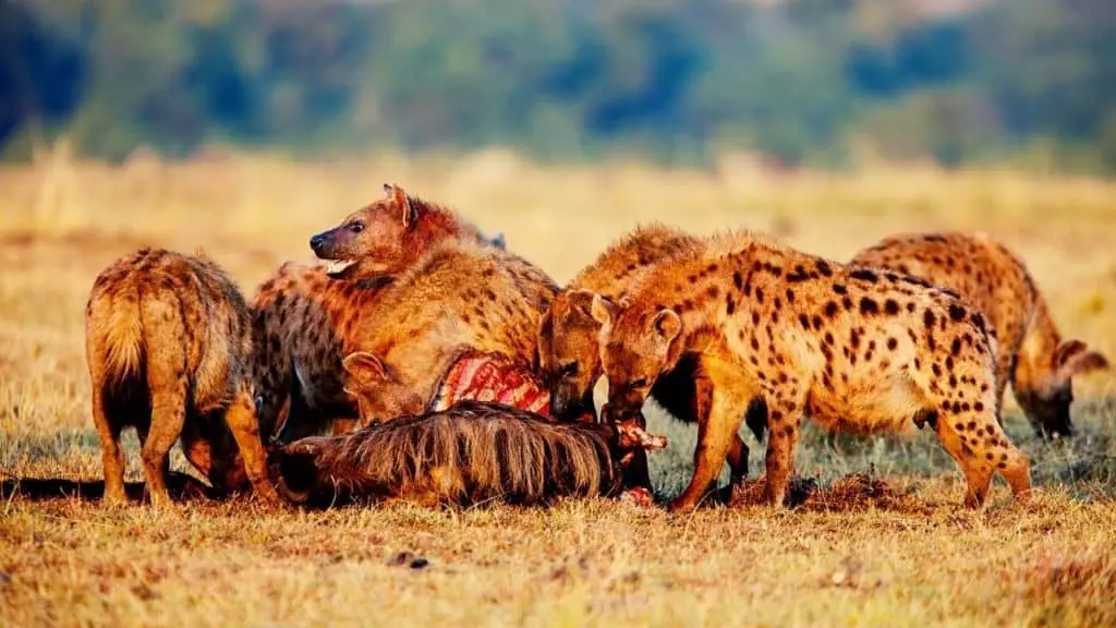 Hyenas eating gnu