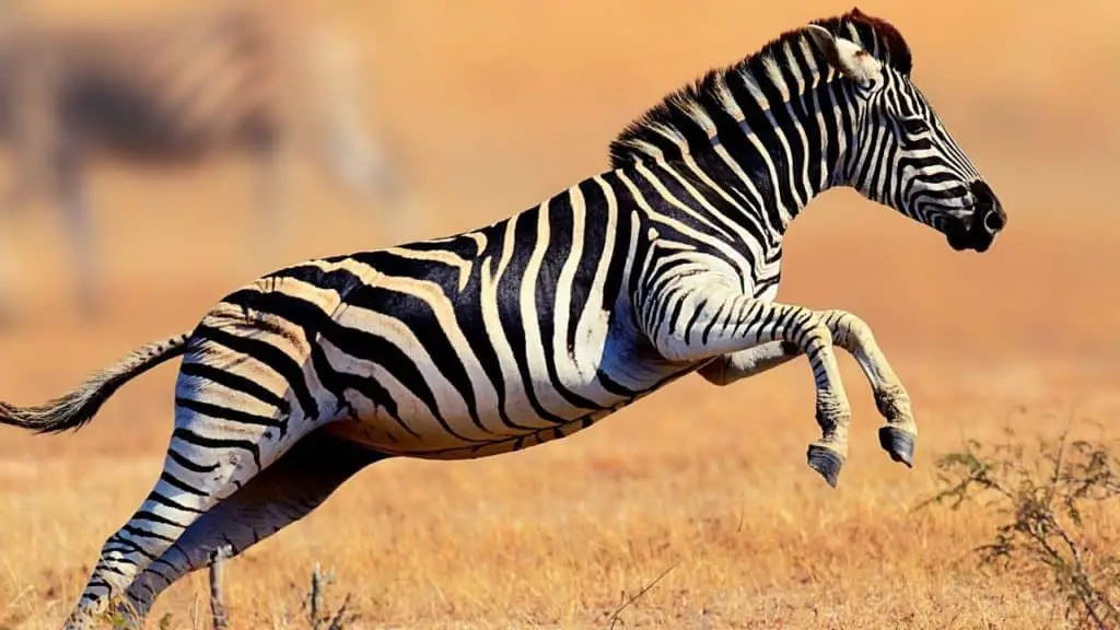 Jumping zebra