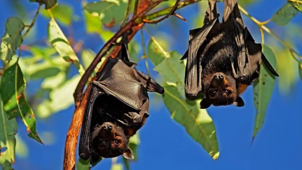 Two bats hanging in tree