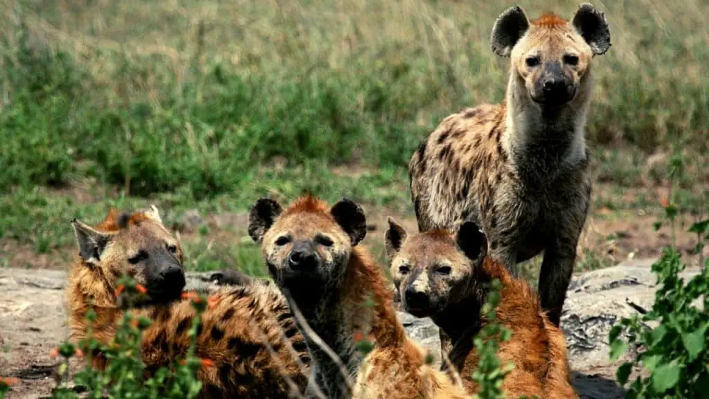 Clan of hyenas