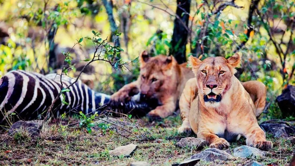 Lions eating a zebra
