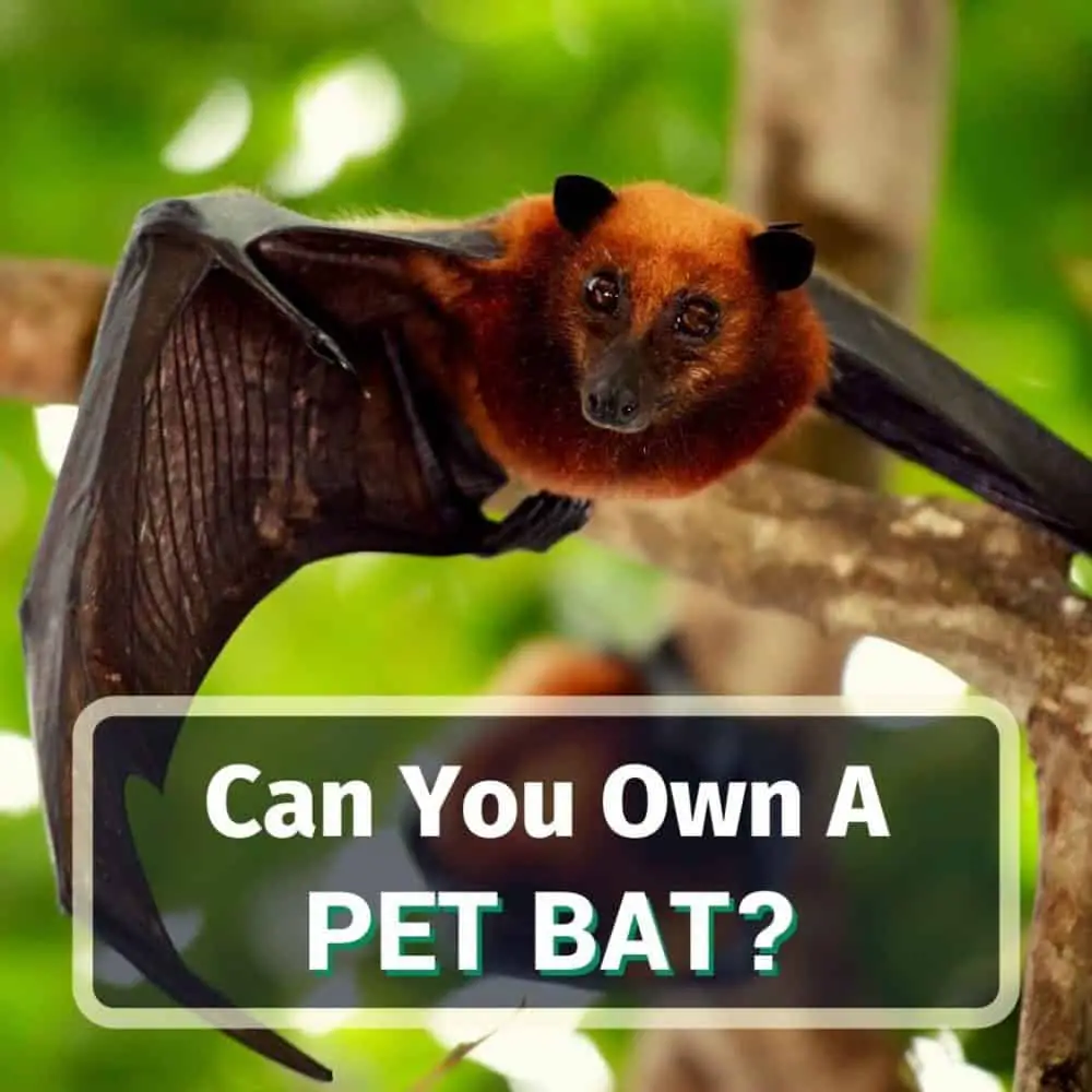 Pet bat - featured image