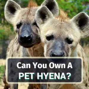 Pet hyena - featured image