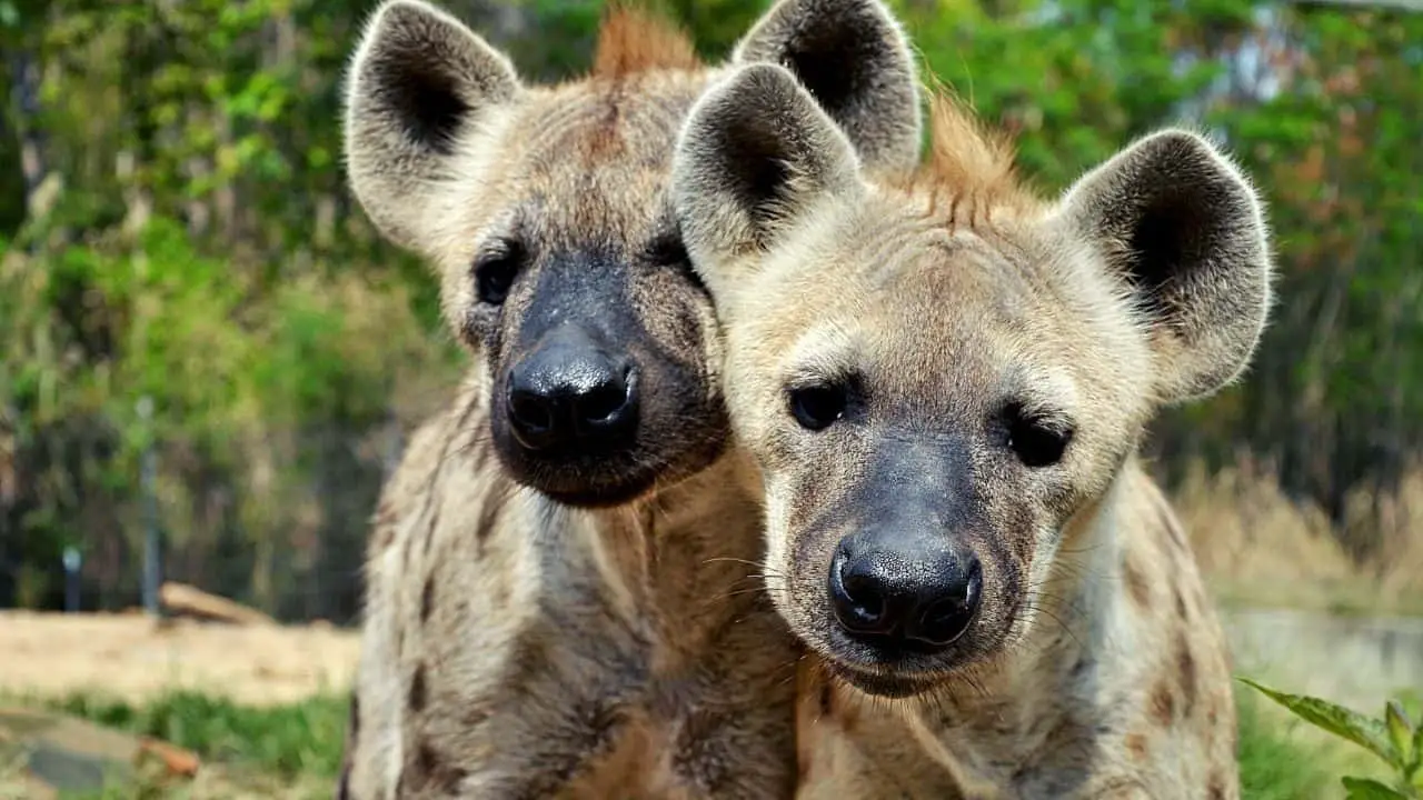 can-you-own-a-pet-hyena-5-facts-that-make-you-think-twice