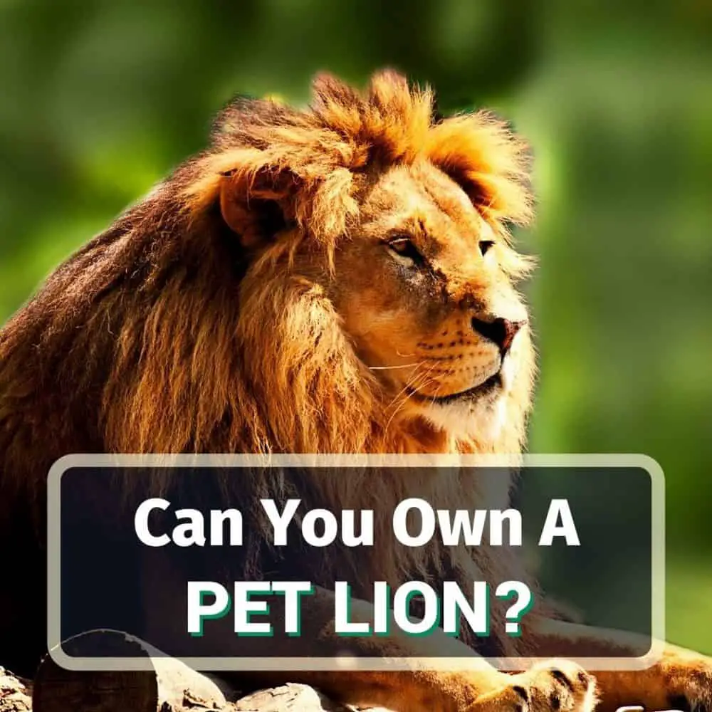 Pet Lion - Featured Image