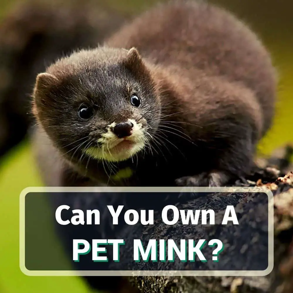 Can You Own A Pet Mink? What is it like?