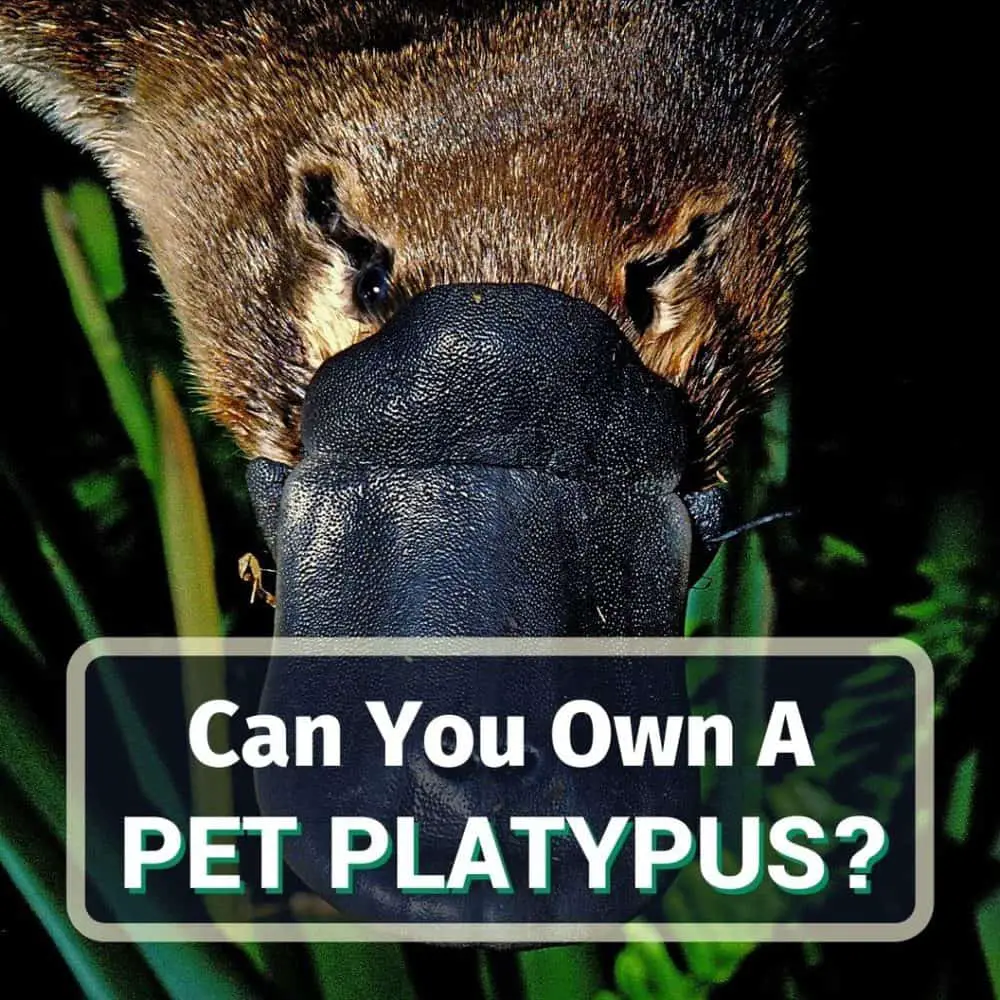 Pet platypus - featured image