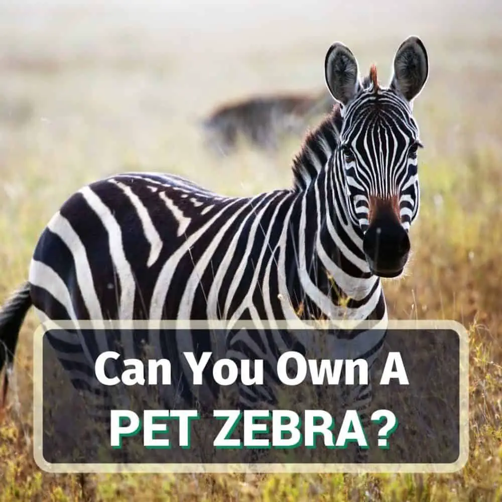 Pet Zebra - Featured Image