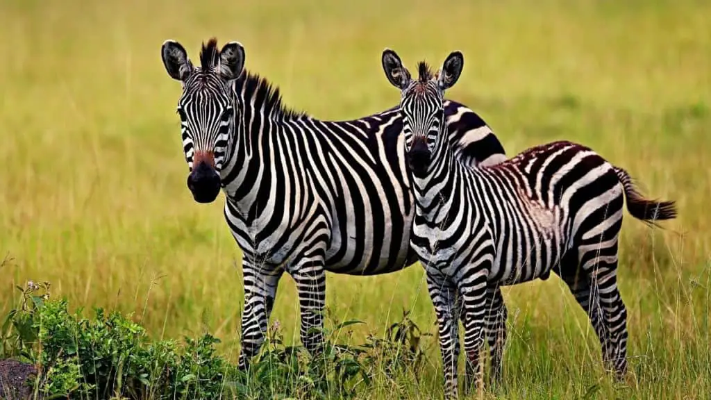 Two zebras on grass