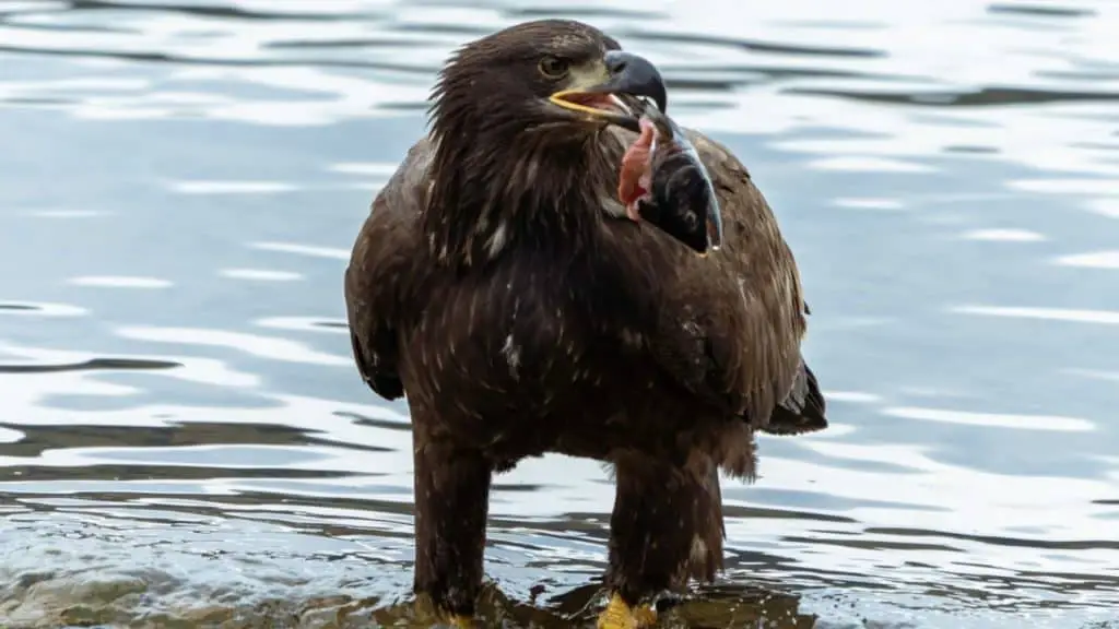 Eagle eating fish