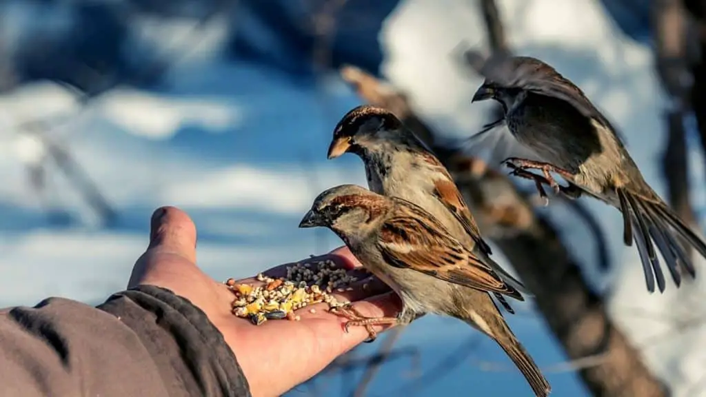 Man hand feeding sparrows