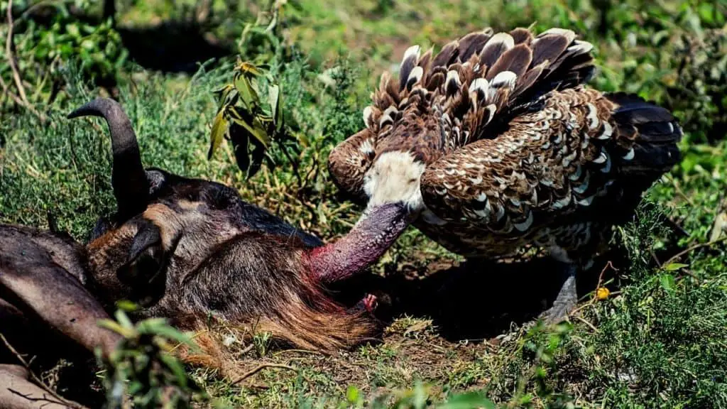 vulture eating cardaver