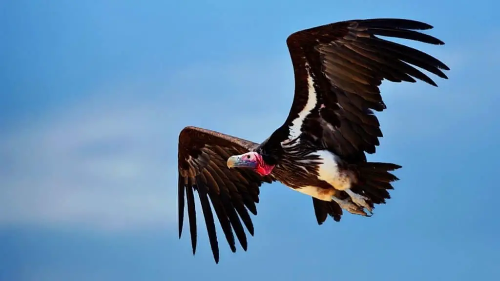 Lappet-face vulture
