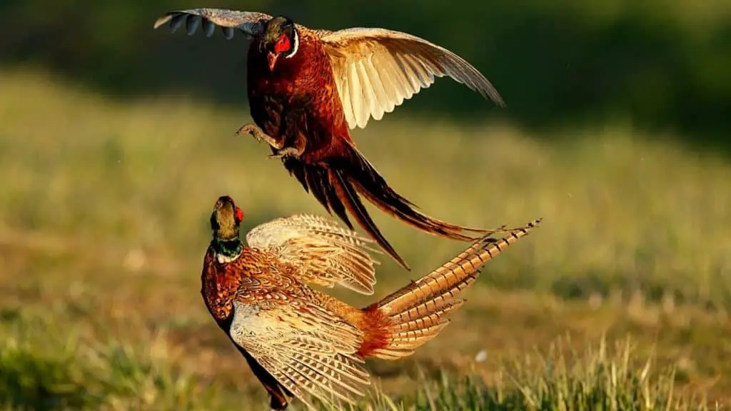 Fighting male pheasants