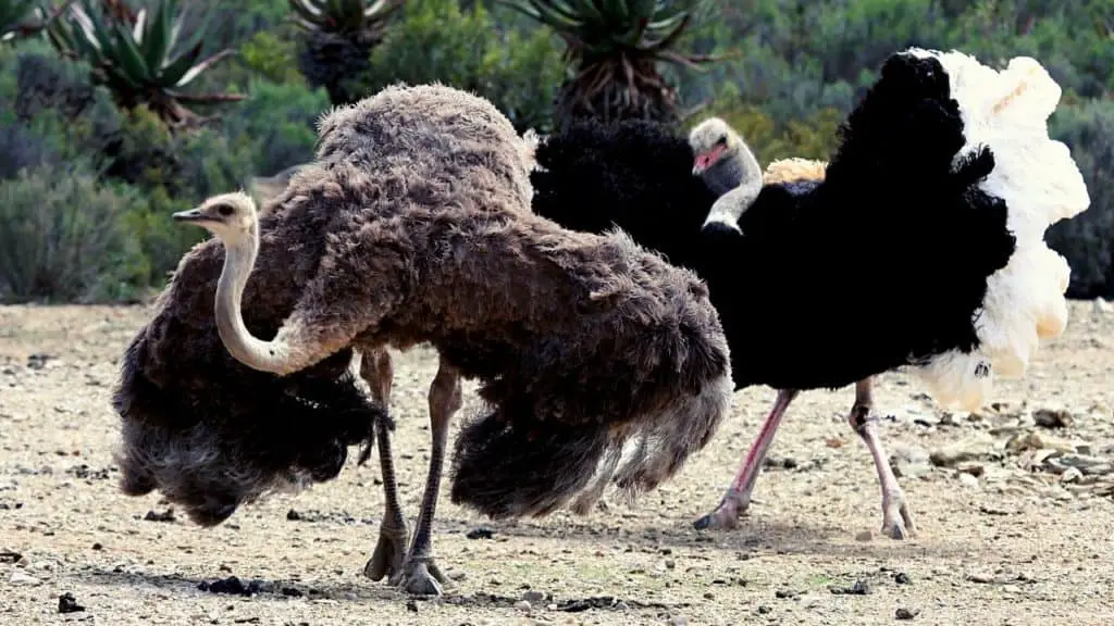 two ostriches