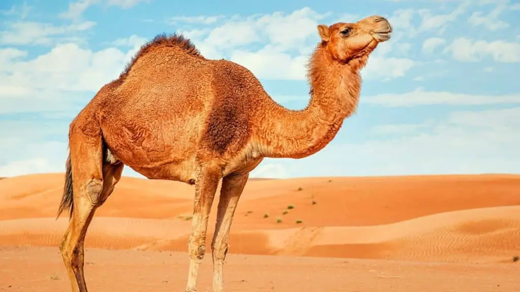 Camel in the sahara