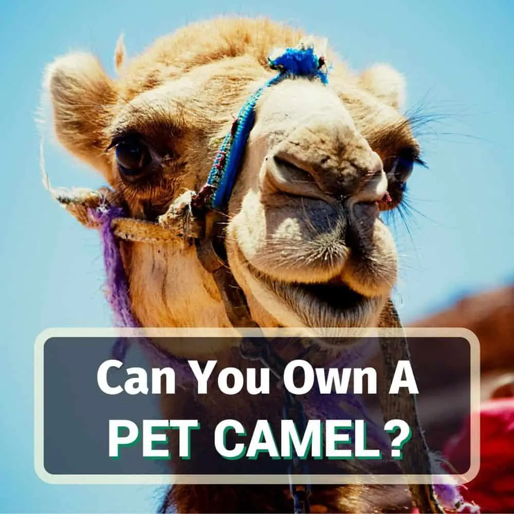 Can You Own A Pet Camel? 5 Surprising Facts!