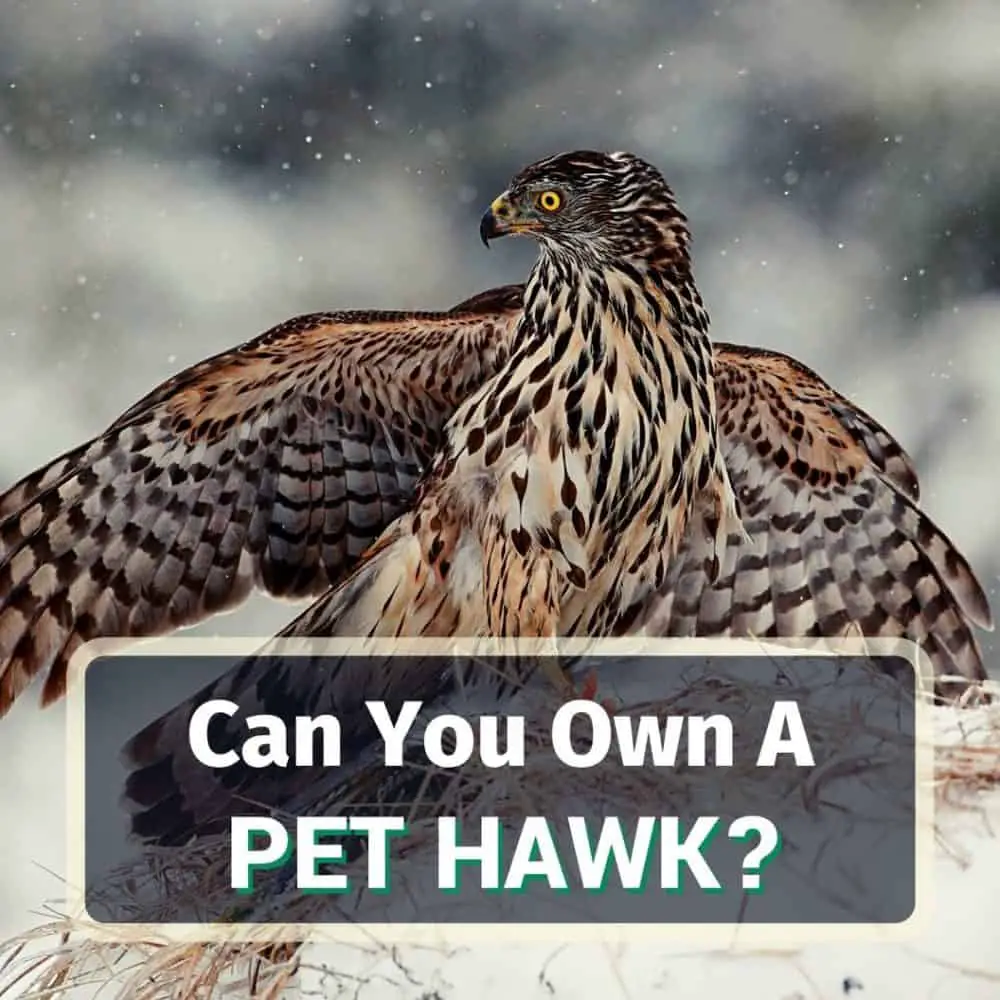 Pet hawk - featured image
