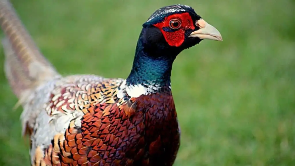 is pheasant ok for dogs